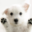 Next Puppy Preview!