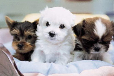 Puppy!
