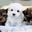 saved pup pic