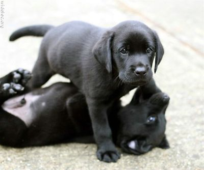 Puppy!