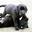 saved pup pic